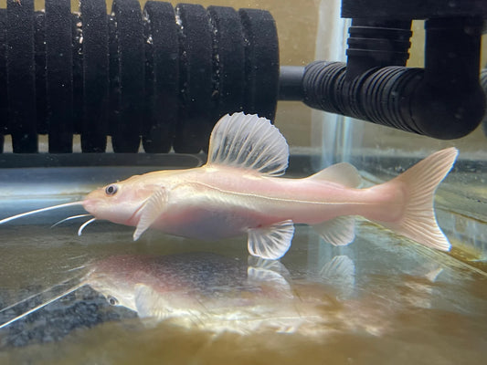 Phantom Red Tail Catfish3.5-4 Inch Live Freshwater Fish Aquarium Rare XL