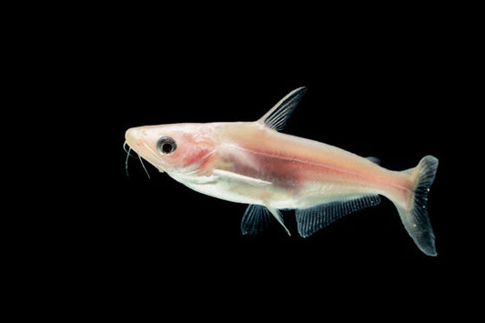 Irridicente Albino Shark 3 Inch