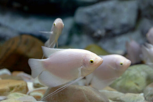Albino Giant Gourami 3β3.5β β Live Freshwater Aquarium Fish for Large Community Tanks