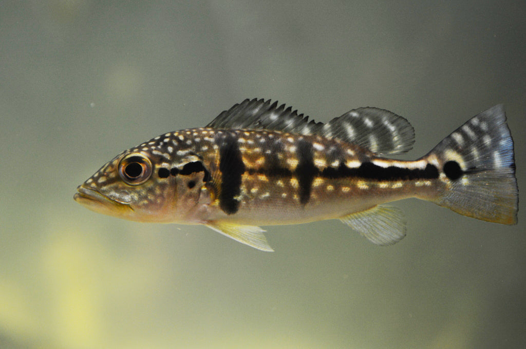Azul Peacock Bass 3-3.5 Inch Live Freshwater Predator Aquarium Fish XL
