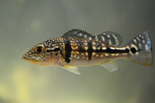 Azul Peacock Bass 3-3.5 Inch Live Freshwater Predator Aquarium Fish XL