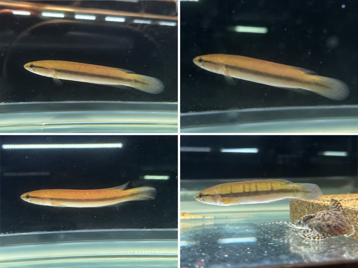 Tear Drop Red Pike Cichlid 3.5-4" Live Freshwater Rare Predatory Aquarium Fish