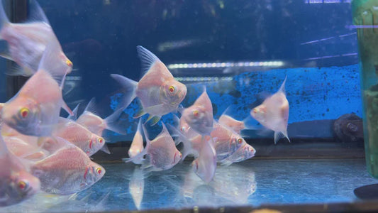 Albino Short Body Tinfoil Barb 2.5-3 Inch Live Freshwater Aquarium Fish XL