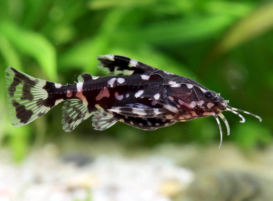 2-Pack Spotted Raphael Catfish 1.5–2” – Live Freshwater Aquarium Community Fish