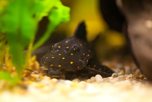 LDA-31 Mustard Spot Plecostomus 2.5-3 Inch Live Freshwater Pleco Rare Aquarium