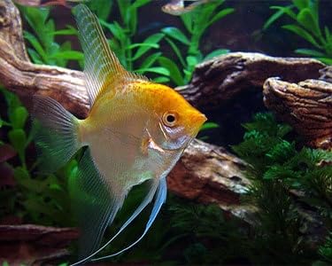 Gold Angelfish 2 inch