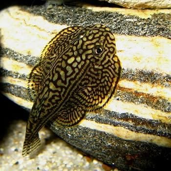 Goldring Butterfly Hillstream Loach 1-1.5 Inch