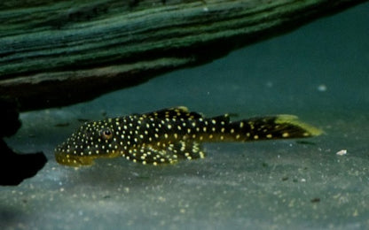 Lot Spot Plecostomus L067 2–3” – Rare Medium Freshwater Pleco Aquarium Fish