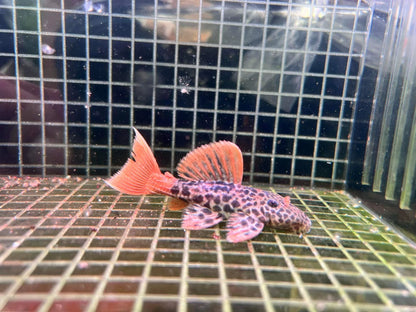 Pleco L600 Leopard Cactus 2.5-3.0” – Rare Freshwater Plecostomus Aquarium Fish (Copia)