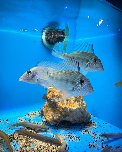 Fine Spotted Eartheater Cichlid 1.5-2 Inch Live Freshwater Aquarium Fish