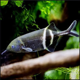 Elephant Nose Fish 3-4” – Live Freshwater Aquarium Fish – Rare & Intelligent