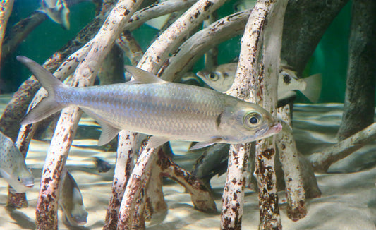 Indo Pacific Tarpon 5-6 Inch Live Freshwater Predator Aquarium Fish Rare XL