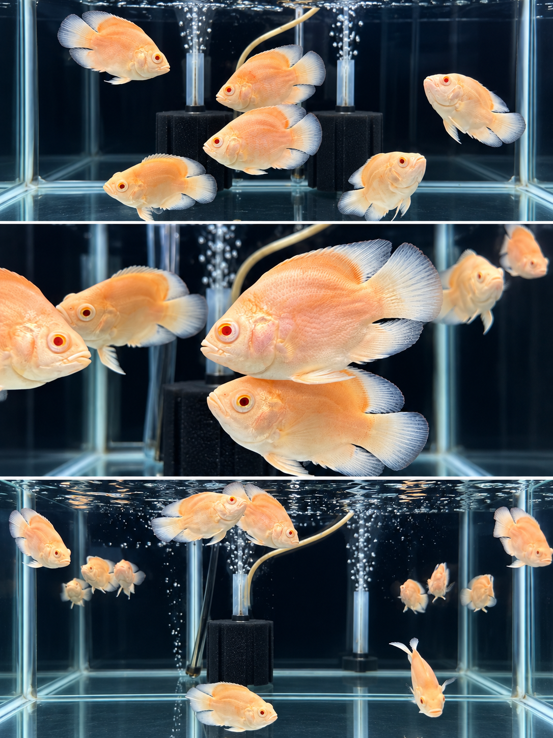 Albino Red Balloon Oscar 2-2.5" Live Freshwater Cichlid Aquarium Fish