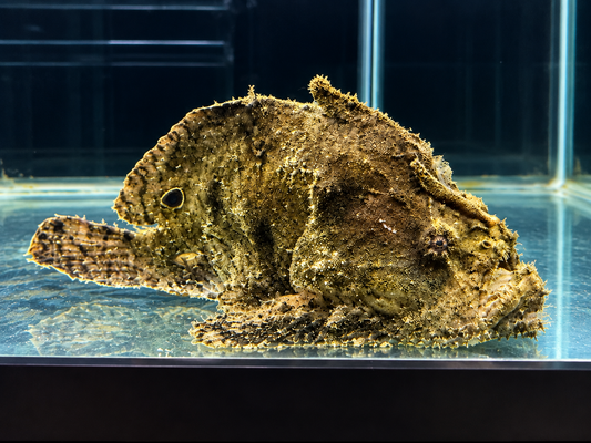 Freshwater Frogfish XL 6–7" Rare Live Predatory Freshwater Aquarium Fish