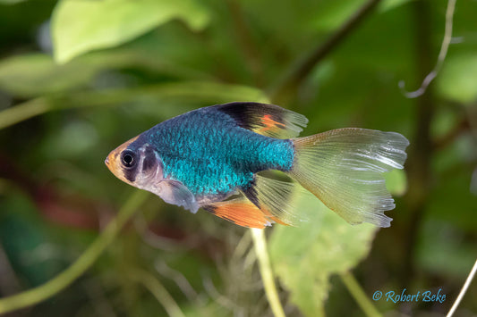 6-Pack Longfin Green Tiger Barbs – Live Colorful Freshwater Fish for Aquarium