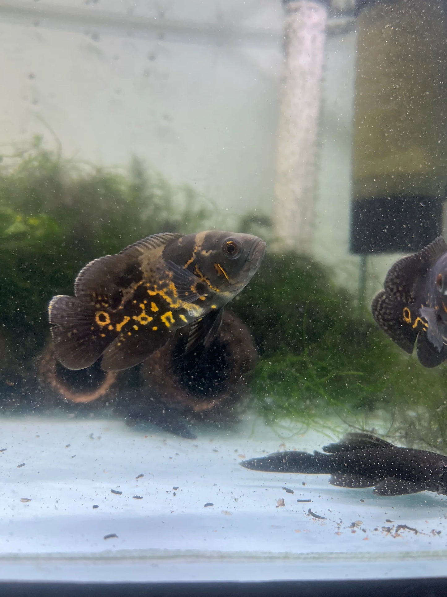 Gold Tiger Oscar 4-5 Inch Live Freshwater Aquarium Cichlid Fish Rare Color
