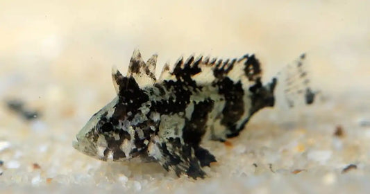 2-Pack Indian Butterfly Goby 1.0-1.5 Inch Live Freshwater Fish Aquarium Goby