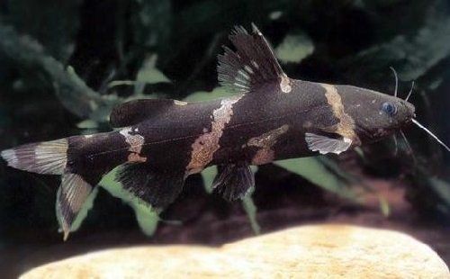 Black Bumblebee Catfish 1.5–2.0” (Brazil) – Rare South American Freshwater Fish