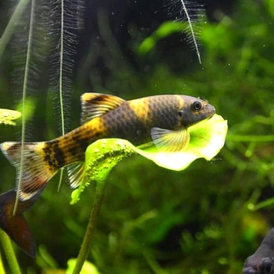 3-Pack Panda Garra 1” – Rare Algae Eater – Peaceful Freshwater Aquarium Fish