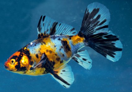 Assorted Bristol Goldfish 4-5" Live Freshwater Fish Fancy Tail Premium Lot
