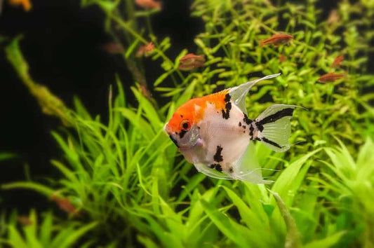 Koi Angel 1-1.5 Inch