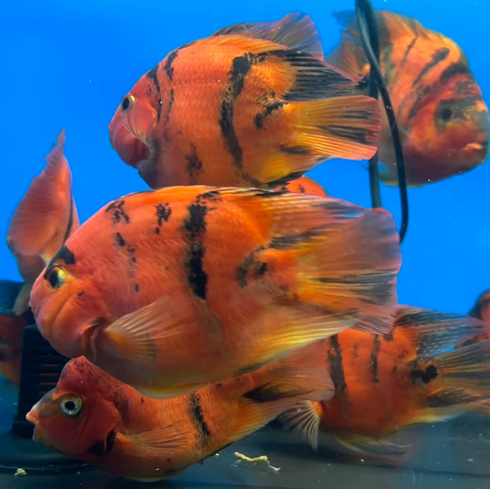 Red Tiger Parrot Cichlid 4″ – Live Freshwater Aquarium Fish – Rare Hybrid Cichlid