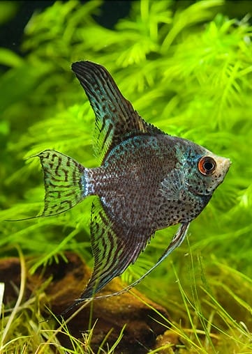 Leopard Angelfish 1.5-2.0 Inch Body Live Freshwater Fish Aquarium Rare Pro