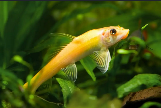 Algae Eater Reg/Golden Pack 3-3 (Gyrinocheilus Aymonieri)Live Fish FREE SHIPPING