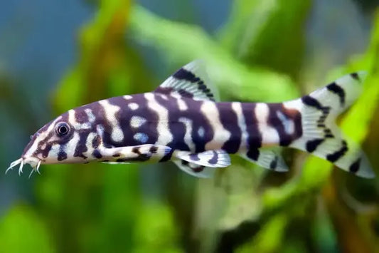 4-Pack Angelicus Botia Loach 1.5–2.0” – Live Peaceful Bottom-Dwelling Fish