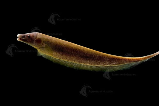 3-4" Brown Ghost Knife Fish – Live Freshwater Aquarium Fish – Unique & Peaceful
