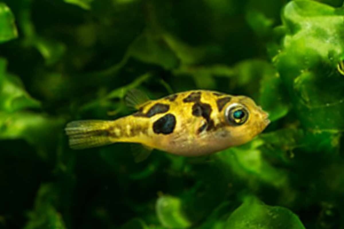 Pack 3 Dwarf Puffer 0.5 Inch (Tetraodon Travancoricus) Live Fish FREE SHIPPING
