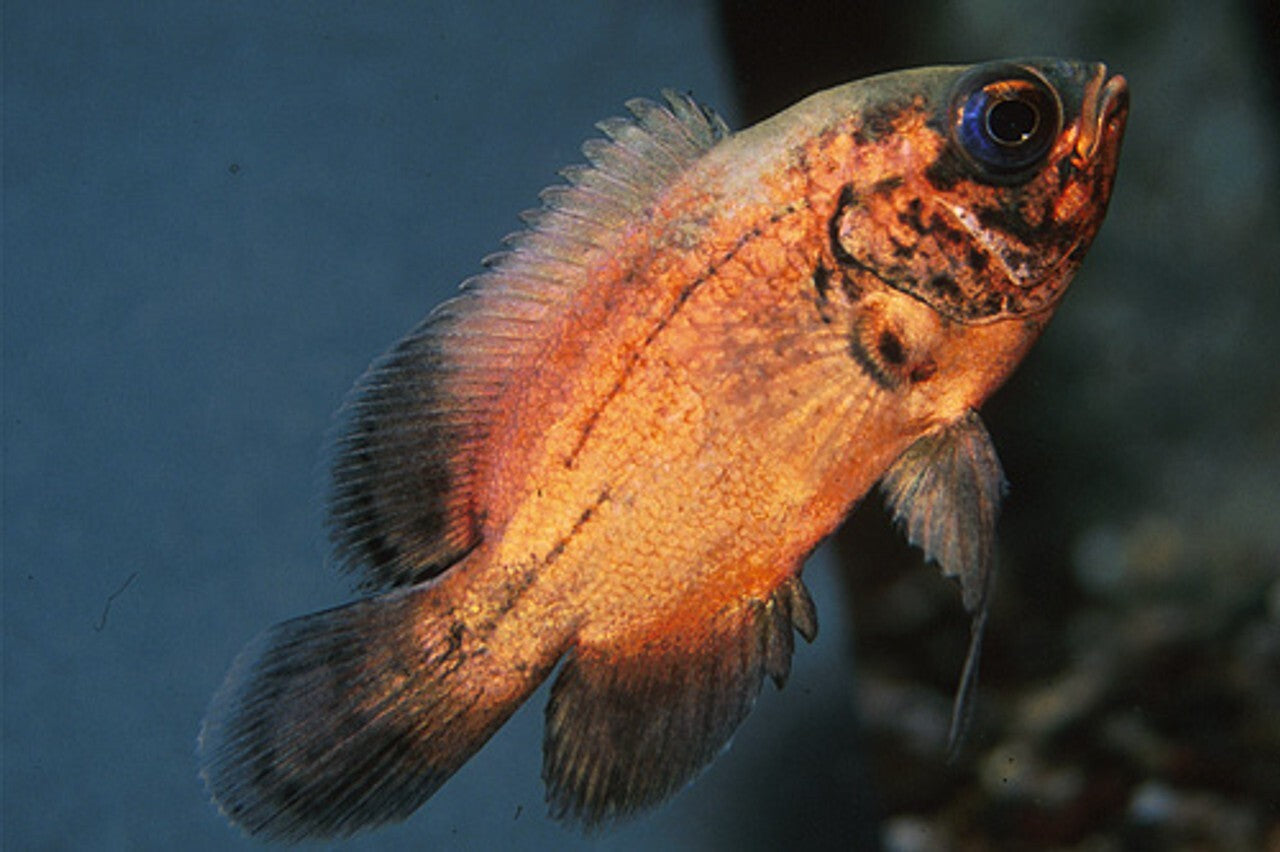 Oscar Red  - Size 1-1.5 - Live Fish