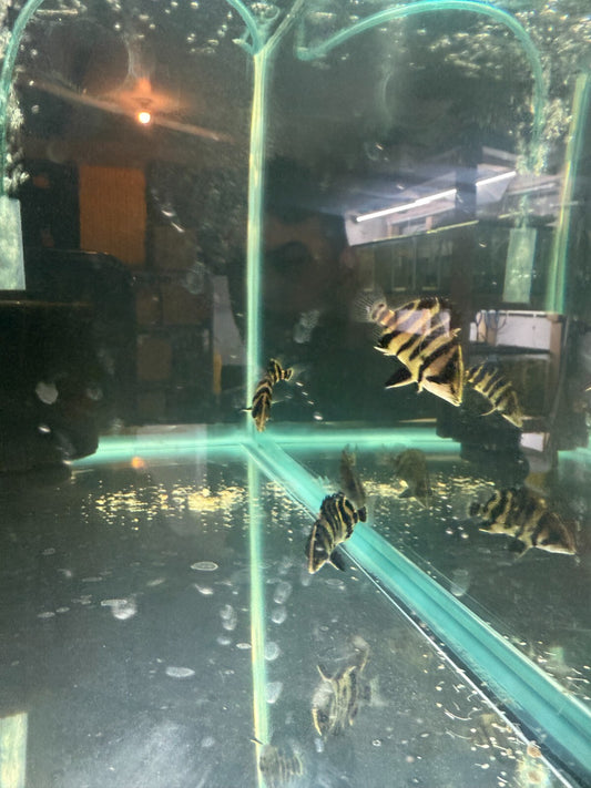 Datnoid Sumatra Tiger 1.75 inch (Datnoides Microlepis) Live Fish