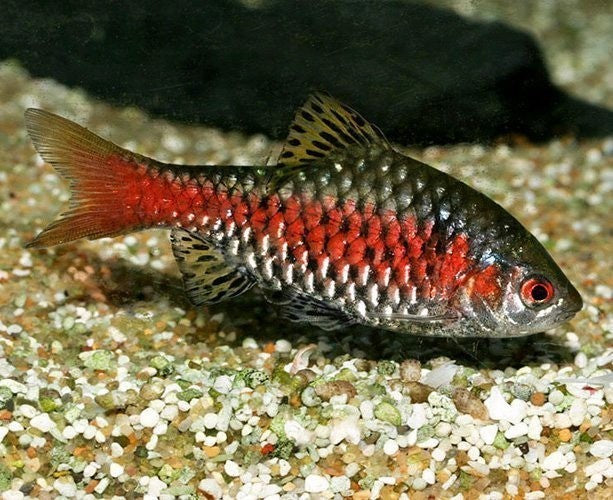 6 Live Odessa Barbs – Juveniles 1–1.25” – Freshwater Aquarium Fish"