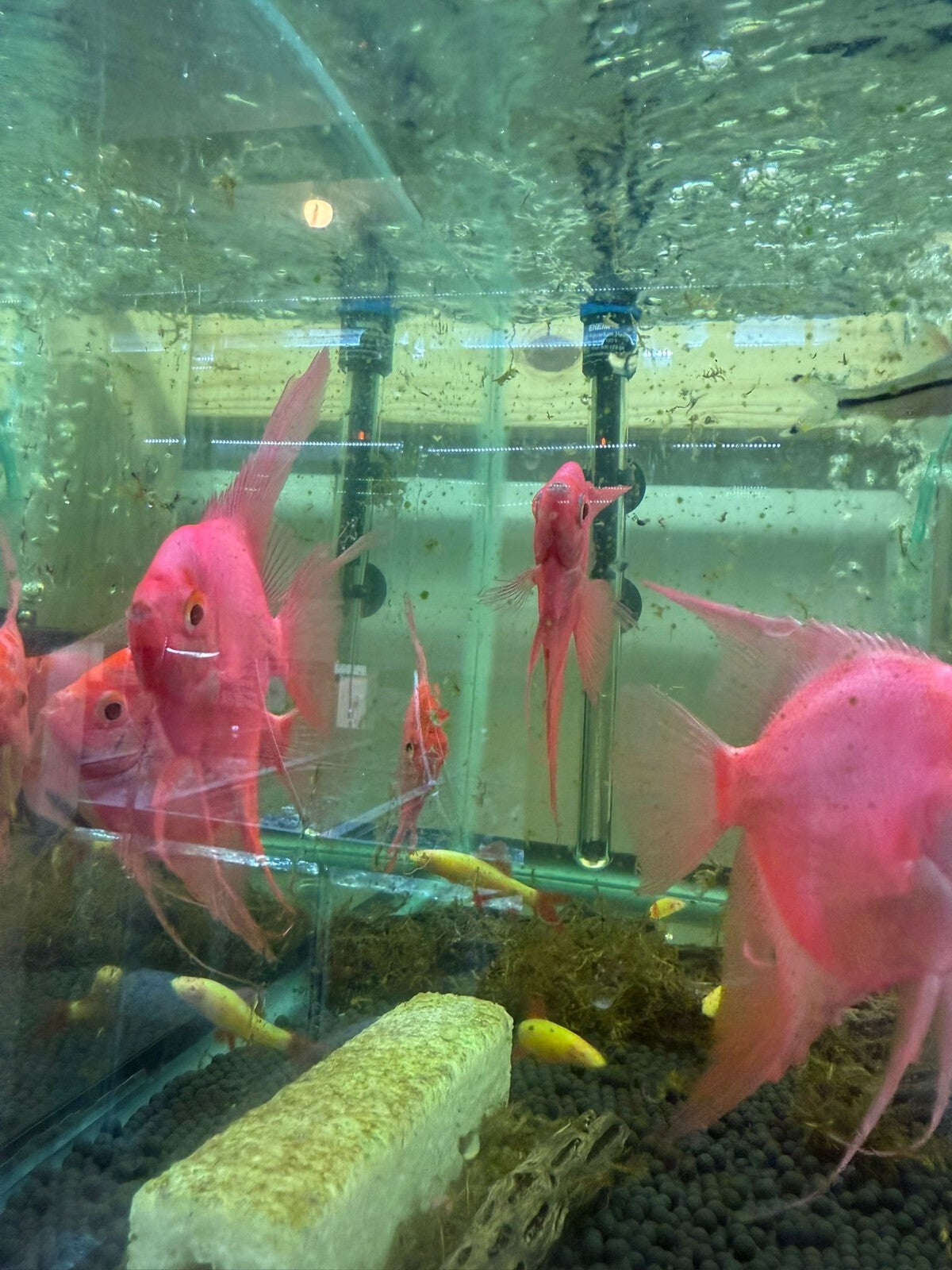 Starfire Red Angel Glo 3.0-3.5 Inch Beautiful Fish