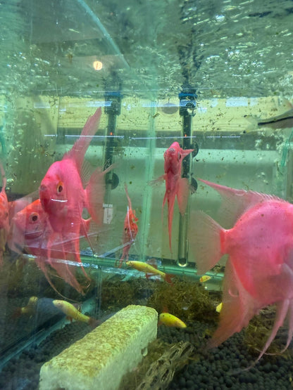 Starfire Red Angel Glo 3.0-3.5 Inch Beautiful Fish