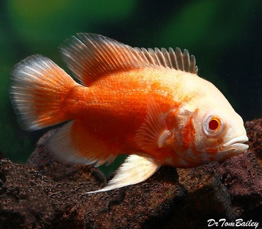 Albino Red Oscar 1-1.5 Inch Live Fish