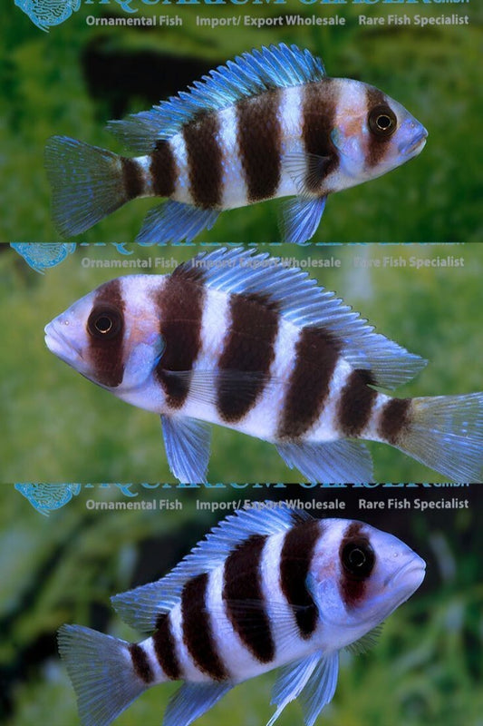 Cyphotilapia Frontosa Cichlid 1.0-1.5 Inch Live fish