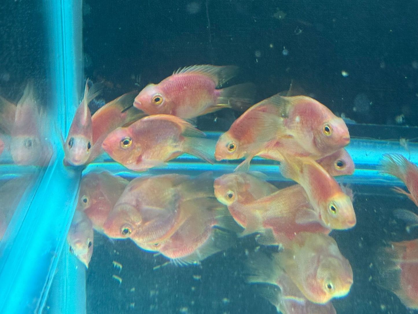 Purple Red Color Parrot Parrot Cichlid 2.5  Inch Live Fish