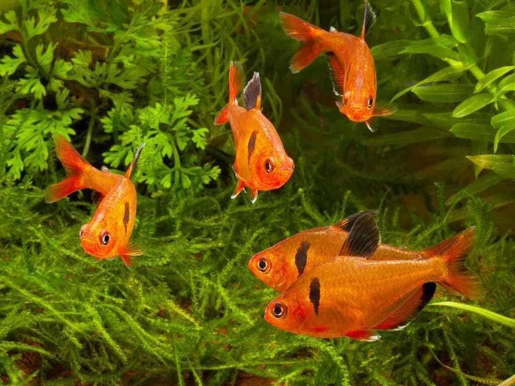 Tetra Serpae LF Pack of 8, Live Fish for Aquarium FREE SHIPPING
