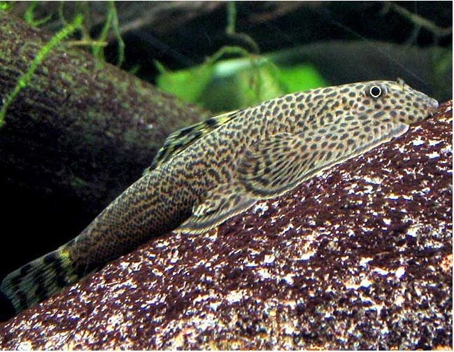 Goldring Butterfly Hillstream Loach PACK 5 FREE SHIPPING