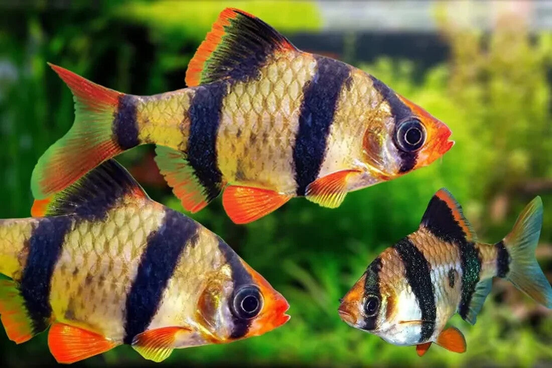 Barbs Tiger Pack of 8 Live Fish, FREE SHIPPING