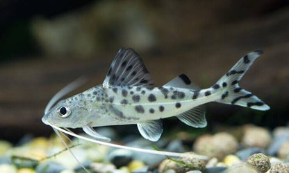 2x Polka Dot Pictus Catfish – Live Freshwater Fish – Community Bottom Feeder