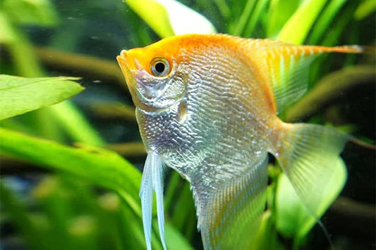 2× Gold Angelfish Live Fish – 3″ Body, Elegant Golden Freshwater Cichlids