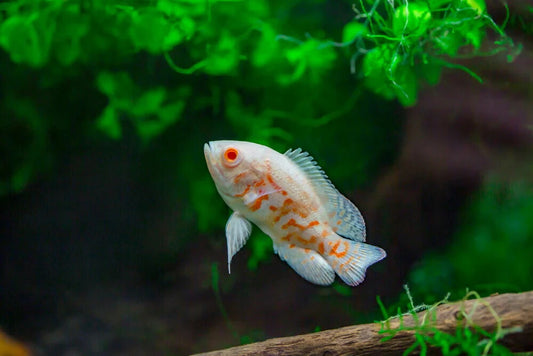 Albino Tiger Oscar 1.5 inch (Astronotus Ocellatus) Live Fish FREE SHIPPING