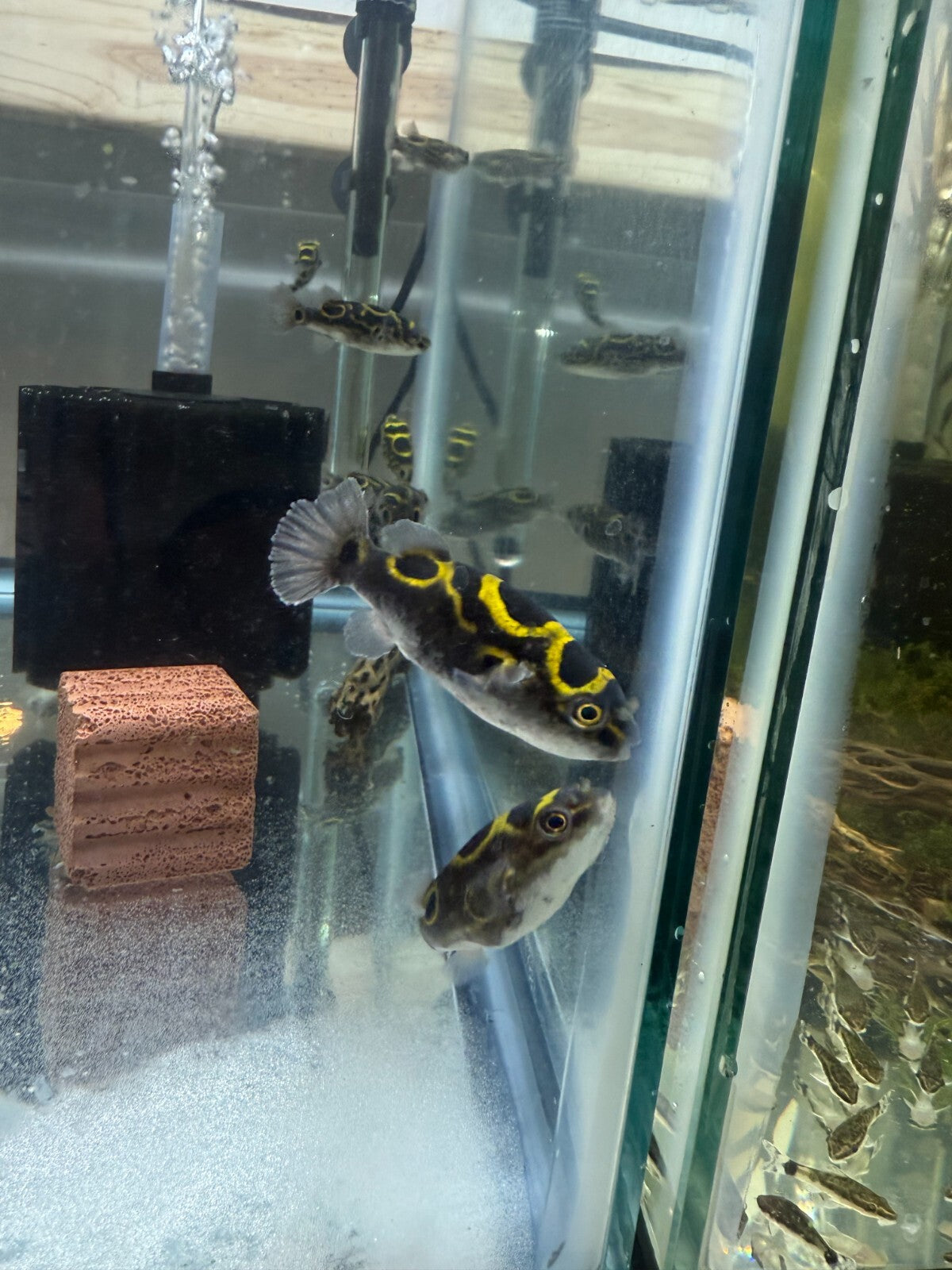 Figure 8 Puffer 3 Inch (Tetraodon biocellatus) Live Fish FREE SHIPPING