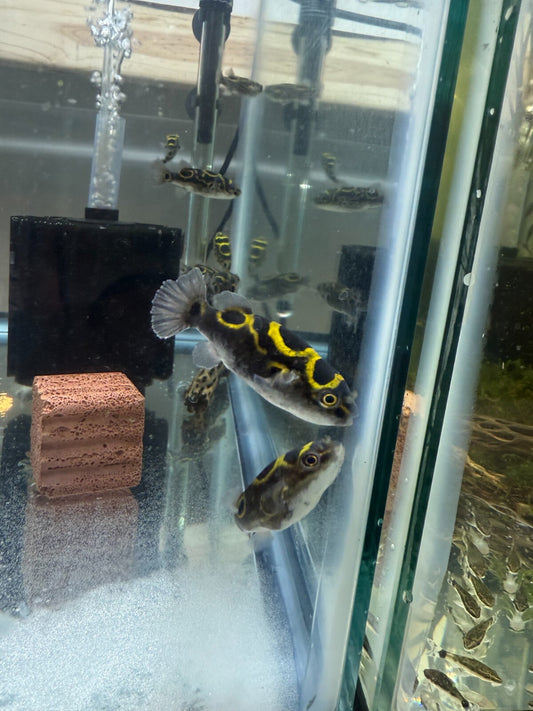 Figure 8 Puffer 3 Inch (Tetraodon biocellatus) Live Fish FREE SHIPPING
