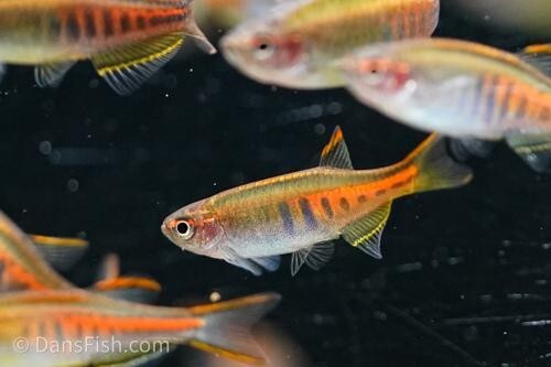Pack 8 Choprai Danio Glolite unsex(Celestichthys Choprae) LiveFish FREE SHIPPING