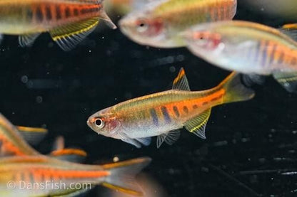Pack 8 Choprai Danio Glolite unsex(Celestichthys Choprae) LiveFish FREE SHIPPING