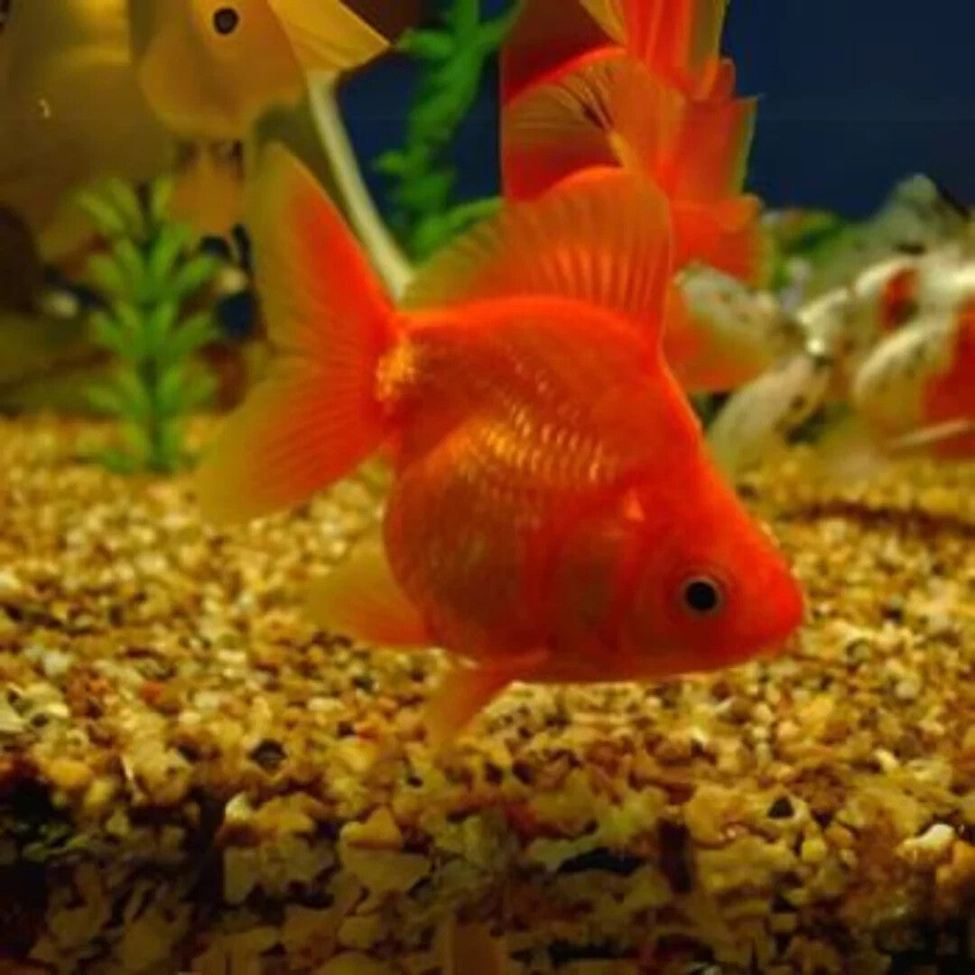 Red Ryukin Fantail 2.5 - 3 Inch Live Fish